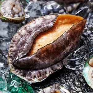선물용 완도 산지직송 활전복 1kg 완도전복
