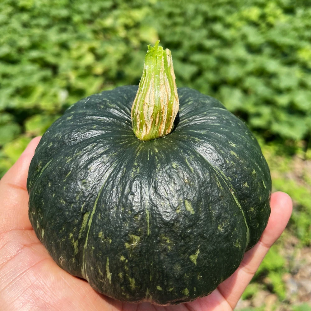 제주 보우짱 미니 밤호박 단호박 로얄과 1kg~5kg