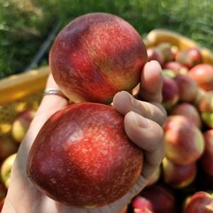 경산 신비복숭아 1kg 중과 (12-16과)  산지직송 사전예약판매 예약이벤트