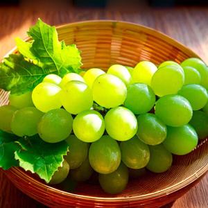 아삭달달 오톰크리스피 청포도 애플청포도 1kg