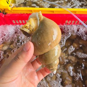 자연산 동해안 백골뱅이1kg (25~35미내외) 통골뱅이 골뱅이무침 골뱅이소면 찜 탕 백고동