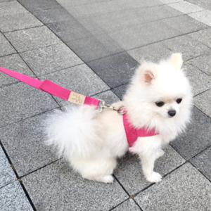 옵션독 강아지 하네스 + 핸드프리 리드줄 앞섬방지 애견 가슴줄 T자형