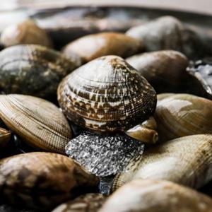 국내산 바지락 참바지락 1kg (신선집중) / 한정수량 특별할인 판매