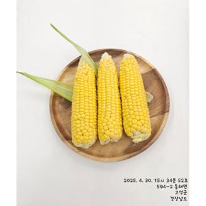 싱싱팜앤씨 초당옥수수 2025년 수확 예약판매 경남의령 산지직송 초당옥수수 수확 중 순차발송됩니다~