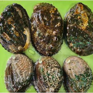 홍지수산 활전복 대 7-9마리 1kg 대 11-14마리 1키로500그램 산소포장발송됩니다