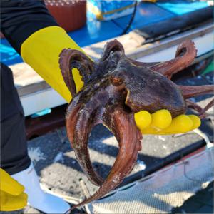 돌문어 통영 자연산 활 생물 문어 숙회 일반용 1kg(1-4미) / 미수 지정 안됨