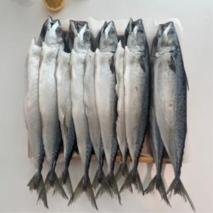 부산 자반고등어 10미 간고등어/ 30cm - 33cm 내외 국산 자반고등어 초특가 특대