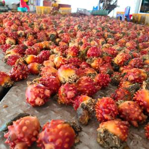 활멍게 멍게 멍개 깐멍게  (활멍게 2kg) (깐멍게 400g) / 한정수량 특별할인 진행중