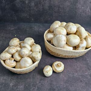 국내산 부여 양송이버섯 양송이 버섯 정품 500g 양송이스프 버섯 볶음
