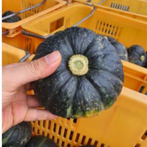 유가네농수산 제주도 미니 밤호박 보우짱 단호박 못난이 3kg