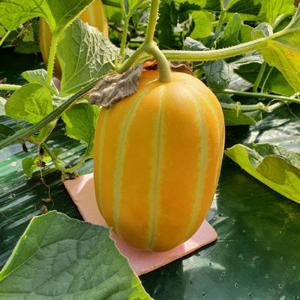 성주참외 햇꿀참외 1kg 랜던혼합과