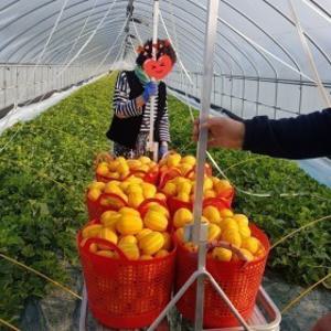 다담농산 성주참외 반짝세일 10kg(혼합과/실속가정용)/포장재포함/한정수량/실중량도표참조