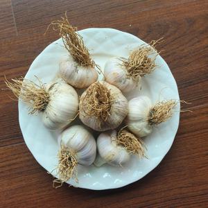 잘말려 오래가는 연화농장 전통 햇육쪽마늘 1kg