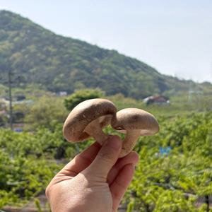 쫄깃한 국내산 생 표고버섯 실속형 대용량 1kg+1kg (총2kg)