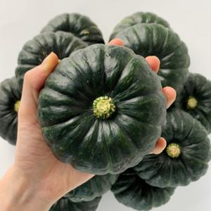 제주 미니단호박 밤호박 단호박 미니밤호박  보우짱 3kg / 16일 이후 순차발송 (예약 구매 가능)