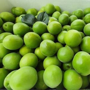 (신선집중) 15%/ 25년 수확 제철 하동 매실 청매실 5kg 대(매실청) / 500박스한정