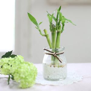 [행복한세상]개운죽 푸딩글라스(10cm*5p)