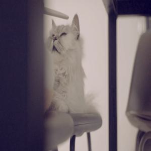 [그루밍 스틱 혓바닥 브러쉬] 고양이 스크래쳐 교감도구  그루미 빗 장난감