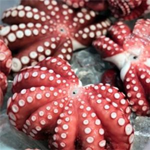 통통한 자숙문어 1마리 약700g-900g