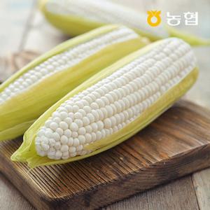 [자연맛남] 전라도 햇 미백 찰 옥수수 20개입 (특품/14cm이상)