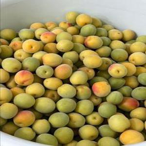 황매실 / 10kg (씨 있는 통매실) 상
