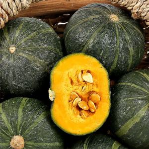 보우짱 제주 미니밤호박 로얄과 1kg 2-3과