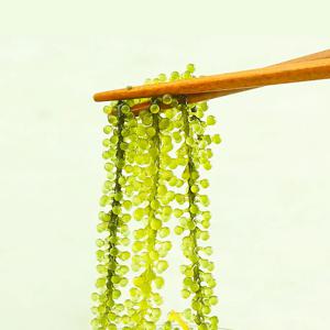바다포도 100g X 4팩 팡팡 터지는 신기한 식감 영양가 높은 해조류 옥덩굴