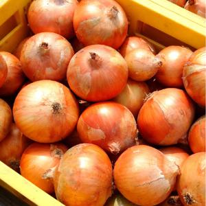 건강한 국내산 제철 양파 밀양 햇양파 1kg 3kg 5kg 10kg