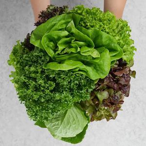 유러피안 쌈채소 1kg (4종)