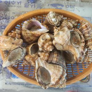 [푸디앤] 남해안 횟감용 삐뚜리 소라 1kg(10-15미) / 쫄깃쫄깃하고 달달한 맛이 일품인 자연산 삐뚜리소라