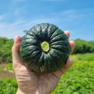 미니밤호박 4.5kg 소과(150~300g) 15-30과