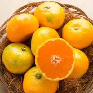 제주 하우스 감귤 1.5kg (대과) 2L 외