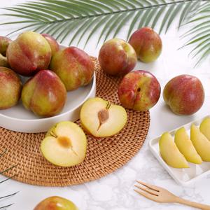 새콤달콤 노지 제철 자두 1.5kg, 2kg, 3kg 外