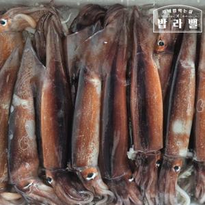 횟감용 오징어 빙장포장 국내산 동해안 1kg 사이즈 중/대