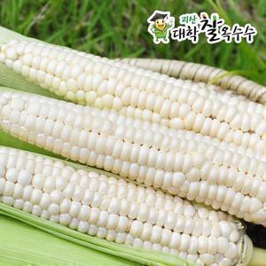 [7원15일부터 출하][괴산팜] 괴산 대학찰옥수수 30개(17cm 이상)