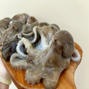 통통한 급냉 쭈꾸미 1kg ( 8~10미 내외)   / 고소함의 끝판왕 최저가 신선 배송 / 조업후 -40도 급냉 주꾸미