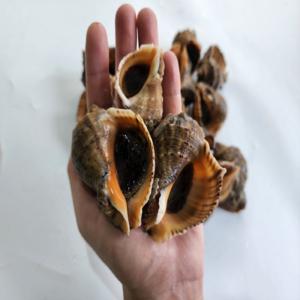 국내산 생물 연평 참소라 1kg / 산지직송