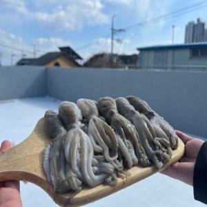 선동 주꾸미 1kg 큰 사이즈  (12미 내외)  / 배에서 얼린 통 쭈꾸미 / 드시기 좋은 사이즈로