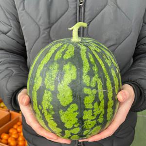 (신선집중) 고당도 꿀 수박 5kg -6kg 가정용