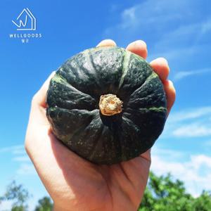 [웰굿] 제주직송 미니단호박 밤호박 1kg(2-3과내외,로얄과)