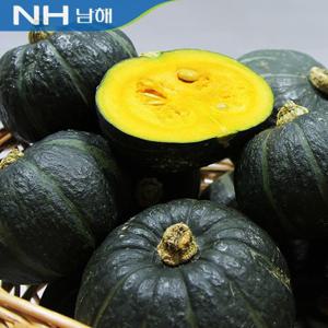 남해 미니단호박(미니밤호박) 2kg(중)