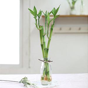 [행복한세상]개운죽스윙원형글라스(30cm*3p)