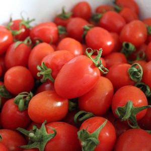 갤러리아_단단하고 싱싱한 대추 방울토마토 2kg(4-5번과)