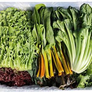 모듬 쌈채소 1kg 샐러드채소 겨자 적근대 로메인 치커리 케일 GAP 친환경채소