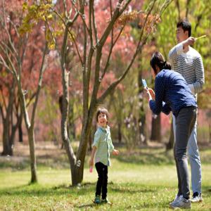 춘천 남이섬 & 아침고요수목원 일일 투어 (서울 출발)