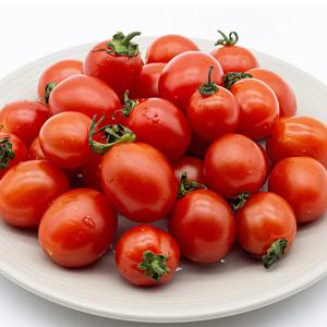 스테비아 방울토마토