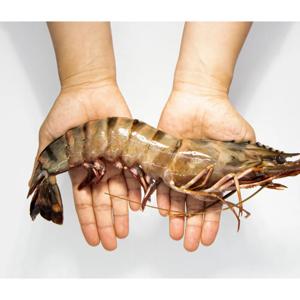 [500팩 한정수량] 퀸블랙타이거새우 18마리 1.3kg (마리당 70g 내외) (업체별도 무료배송)