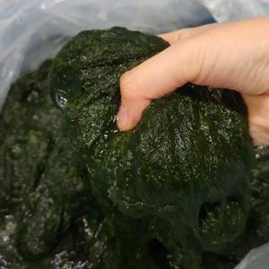 무안 생감태 찰감태 물감태 5kg 영양분이 풍부한 무안의 부드러운(냉동감태)