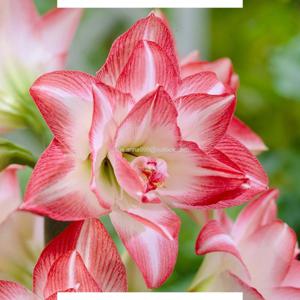 겹꽃 아마릴리스 블라썸피콕 1구/ 페루산 실내재배 플랜테리어 원예 구근 아이디어상품 1개