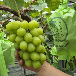 (신선집중)산지에서 직접 공수 특별한 상주 달콤함에 녹는 가정용 고당도 샤인머스켓 2kg 3~6수(랜덤발송)